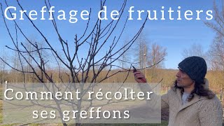 Greffage  Comment récolter et conserver ses greffons [upl. by Decato925]