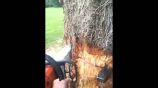 Felling a 30m Sequoia Wellingtonia in Brittany France [upl. by Nosinned624]