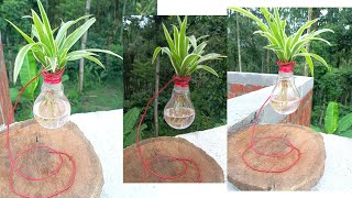 Chlorophytum comosum  Gardening Ideas  Live Plants  Spider Plant  Gardening  Creative Gardening [upl. by Anohsal]