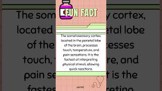 ⚡ The Brains Fast Lane Where Does Sensory Info Get Processed the Quickest mededtrivia quiztime [upl. by Nodarb]