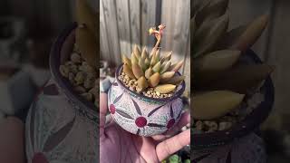 Echeveria Tolimanensis green echeveria plants succulent succulentobsession cutepots [upl. by Babbie]