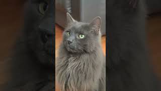 CAT nebelung nebelungcat breed cats catlover catvideos catshorts love lovely lover video [upl. by Eulalia]