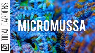 Micromussa Acanthastrea Coral Care Tips [upl. by Lemahs]