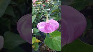 Anthurium purple 💜 [upl. by Llemmart]