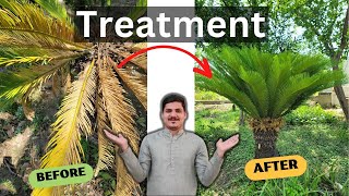 Kangi Palm  Sago Palm  How to Grow Care amp Tips to Convert Yellow Leaves into New Leaves  Palm 🌴 [upl. by Anastase]