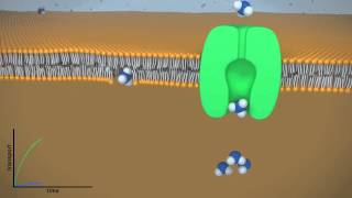 Facilitated vs Passive Diffusion [upl. by Meedan]