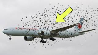 The Pilot Cried when He Realized Why the Birds Were Flying Next to The Plane [upl. by Uri]