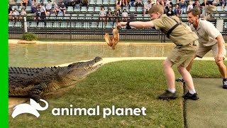 Robert Irwin Lures Crocodile Into Death Roll  Crikey Its The Irwins  Animal Planet [upl. by Anazus]