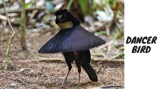 Exquisite Bird of Paradise DanceThe Most Beautiful birds in the World part1byanimalwondery [upl. by Laraine]