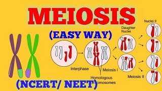 CELL DIVISION  MEIOSIS EASY WAY  NCERT NEET [upl. by Conrado651]