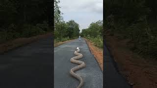 King Cobra Cobra Snake Snake Video Anaconda Snake Chasing p2 Snake rescue Viral Shorts [upl. by Mylo]