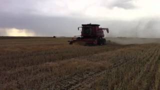 Case IH 8230 and 2388 harvesting canola [upl. by Llenehs]