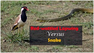 Redwattled lapwing Trying to Protect its Egg from Snake imibyme [upl. by Burnside390]