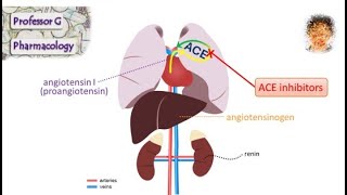 How do ACE inhibitors work Mechanisms of action and comparison with ARBs [upl. by Anelam]