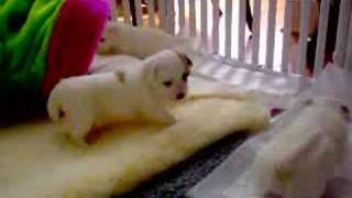 Renaissance Coton de Tulear puppies [upl. by Hareemas782]