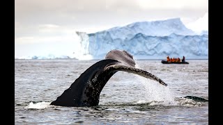 REJS  ANTARKTYDA FALKLANDY MALWINY POŁUDNIOWA GEORGIA [upl. by Ziguard]