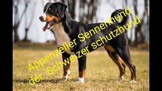 Appenzeller Sennenhund der Schweizer Viehtreiber Hund [upl. by Schweitzer]