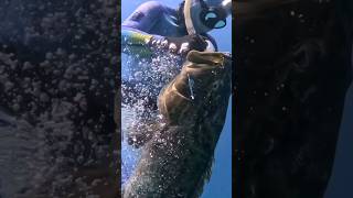 Spearfishing fishing spearfish woodenspeargun spearfishing spearfishinginternational shark [upl. by Alexina]