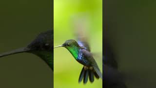 Hummingbirds are the only birds able to fly backward bird hummingbird naturepbs animals [upl. by Mathews]