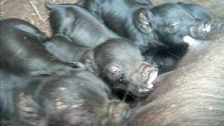 American Guinea Hog babies newborn [upl. by Ahcsim647]