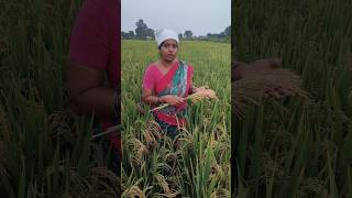 MTU1224 వరి పెట్టుబడి చాలా తక్కువagriculturepaddy seedsFarmingవెజిటబుల్స్cropsfarmerrice [upl. by Annawahs]