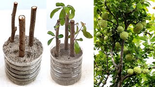 Hand pollination sugar apple chirimoya custard apple annona genes [upl. by Ciprian820]