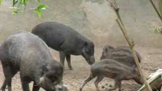 Visayan Warty Pig  Critically Endangered Species [upl. by Jeaz]