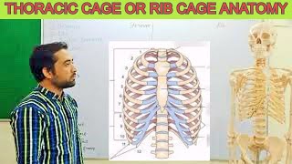 Rib Cage During Breathing [upl. by Marola]