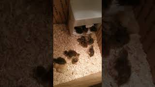 hatched 14 quails out of 32 eggs [upl. by Harelda]