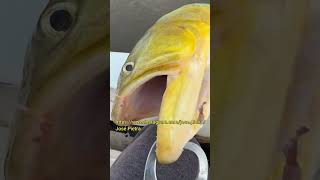 Dorado pesca fishing argentina riouruguay rioparana naturaleza [upl. by Kathe]