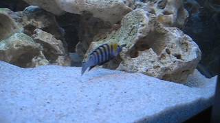 Metriaclima spec membe deep  Cynotilapia afra edwardi Cobue [upl. by Arenahs]