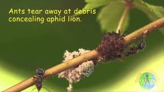 Attack of the Aphid Lions [upl. by Wait95]