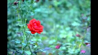 To A Wild Rose MacDowell flute solo version [upl. by Hyozo260]