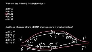 Start codon and DNA synthesis [upl. by Eiznekcm]