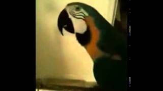 WTF Parrot [upl. by Zendah]