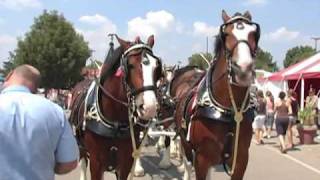 Budweiser Clydesdales at The Ohio State Fair [upl. by Anora815]