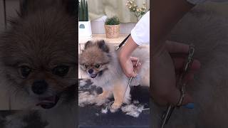 POMERANIAN FULL GROOMING NEW LOOK SURPRISE 🙉🐶🐾dog cute pomeranian grooming care [upl. by Salokin]