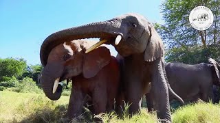 Orphan elephants Luggard and Enkesha move to Umani Springs  Sheldrick Trust [upl. by Niowtna395]