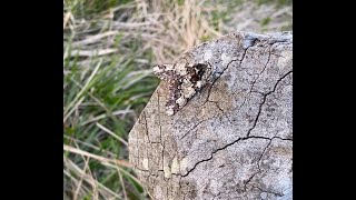 Oak Beauty moth at Samphire Hoe nature reserve by the White Cliffs of Dover Kent in England [upl. by Aidan]