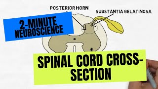 2Minute Neuroscience Spinal Cord Crosssection [upl. by Lumpkin]