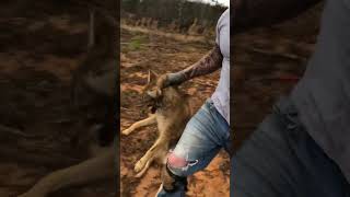 Live Market coyote trapping trapper [upl. by Ahsinuq]