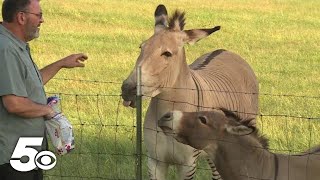 Zander the Zonkey spotted along the road [upl. by Lilllie]