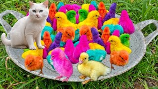 World Cute Chickens Colorful Chickens Rainbows Chickens Cute Ducks Cat RabbitsCute Animals [upl. by Dirgni]