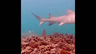 Coral City Camera  Lemon Shark Patrol  61724 [upl. by Keemahs]