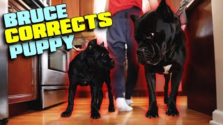 Cane Corso CORRECTS Puppy Hard Raw Vid TEACHES HIM A LESSON [upl. by Bridgette]