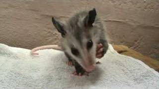 Baby opossum eating a grape [upl. by Justinn419]