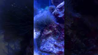 Bryopsis Treatment Success in Reef tank [upl. by Esenej]