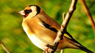 Goldfinch Bird Song and Sounds  Birds Singing  One Hour of Beautiful Goldfinches [upl. by Eimareg]