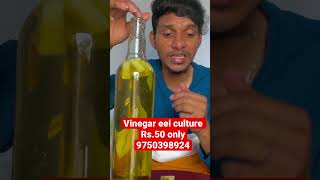 Vinegar eel culture RS50 only kolathurfishmarket fish bettafish vinegar moinaculture [upl. by Niamor]