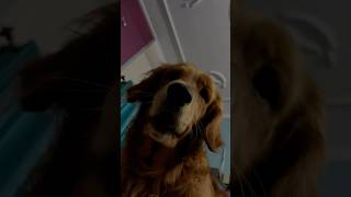 Lio the alarm clock viralvideo youtubeshorts youtubeshorts dog goldenretriever [upl. by Kauppi433]